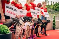 41_Chrti_dostihy_Greyhound_Racing_Park_Praha_Czech_International_Derby_2300.jpg