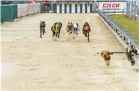 46_Chrti_dostihy_Greyhound_Racing_Park_Praha_Czech_International_Derby_2305.jpg