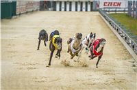 47_Chrti_dostihy_Greyhound_Racing_Park_Praha_Czech_International_Derby_2307.jpg