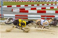 48_Chrti_dostihy_Greyhound_Racing_Park_Praha_Czech_International_Derby_2314.jpg