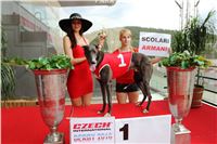 49_Chrti_dostihy_Greyhound_Racing_Park_Motol_Praha_Ceske_Derby_8036.JPG