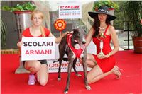 50_Chrti_dostihy_Greyhound_Racing_Park_Motol_Praha_Ceske_Derby_8042.JPG