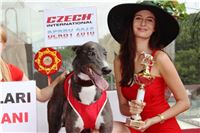 52_Chrti_dostihy_Greyhound_Racing_Park_Motol_Praha_Ceske_Derby_8043_upr_v.jpg