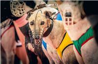 58_Chrti_dostihy_Greyhound_Racing_Park_Praha_Czech_International_Derby_2399.jpg