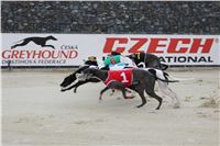 63_Chrti_dostihy_Greyhound_Racing_Park_Motol_Praha_Ceske_Derby_8119.JPG