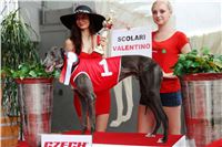 65_Chrti_dostihy_Greyhound_Racing_Park_Motol_Praha_Ceske_Derby_8170.JPG