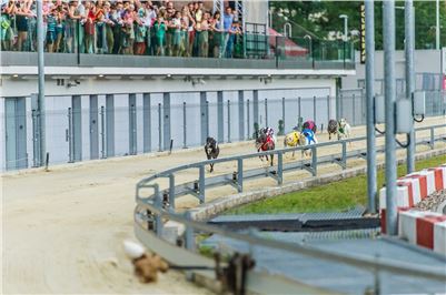 64_Chrti_dostihy_Greyhound_Racing_Park_Motol_Praha_Ceske_Derby_8_psu.jpg