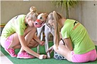 Chrt_dostihy_Greyhound_Racing_Park_Praha_CGDF_summer_prix_hawaii_2016_109.jpg