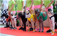 Chrt_dostihy_Greyhound_Racing_Park_Praha_CGDF_summer_prix_hawaii_2016_202.jpg
