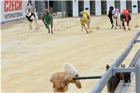 Chrt_dostihy_Greyhound_Racing_Park_Praha_CGDF_summer_prix_hawaii_2016_219.jpg