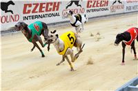 Chrt_dostihy_Greyhound_Racing_Park_Praha_CGDF_summer_prix_hawaii_2016_223.jpg