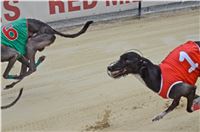 Chrt_dostihy_Greyhound_Racing_Park_Praha_CGDF_summer_prix_hawaii_2016_225.jpg