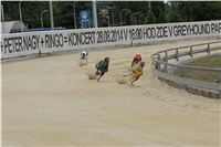 Chrt_dostihy_Greyhound_Racing_Park_Praha_CGDF_summer_prix_hawaii_2016_234.jpg