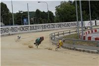 Chrt_dostihy_Greyhound_Racing_Park_Praha_CGDF_summer_prix_hawaii_2016_235.jpg