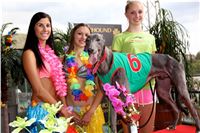 Chrt_dostihy_Greyhound_Racing_Park_Praha_CGDF_summer_prix_hawaii_2016_301.jpg