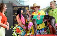 Chrt_dostihy_Greyhound_Racing_Park_Praha_CGDF_summer_prix_hawaii_2016_308.jpg