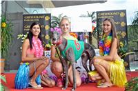 Chrt_dostihy_Greyhound_Racing_Park_Praha_CGDF_summer_prix_hawaii_2016_315.jpg