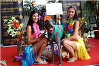 Chrt_dostihy_Greyhound_Racing_Park_Praha_CGDF_summer_prix_hawaii_2016_318.jpg