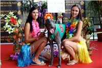 Chrt_dostihy_Greyhound_Racing_Park_Praha_CGDF_summer_prix_hawaii_2016_319.jpg
