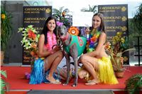 Chrt_dostihy_Greyhound_Racing_Park_Praha_CGDF_summer_prix_hawaii_2016_320.jpg