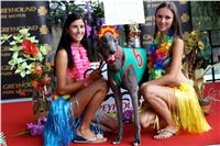 Chrt_dostihy_Greyhound_Racing_Park_Praha_CGDF_summer_prix_hawaii_2016_321.jpg