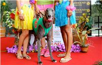 Chrt_dostihy_Greyhound_Racing_Park_Praha_CGDF_summer_prix_hawaii_2016_322.jpg
