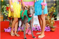 Chrt_dostihy_Greyhound_Racing_Park_Praha_CGDF_summer_prix_hawaii_2016_323.jpg
