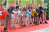 Chrt_dostihy_Greyhound_Racing_Park_Praha_CGDF_summer_prix_hawaii_2016_402.jpg