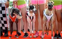 Chrt_dostihy_Greyhound_Racing_Park_Praha_CGDF_summer_prix_hawaii_2016_403.jpg