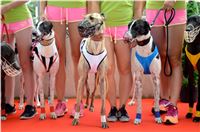 Chrt_dostihy_Greyhound_Racing_Park_Praha_CGDF_summer_prix_hawaii_2016_404.jpg