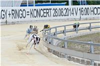 Chrt_dostihy_Greyhound_Racing_Park_Praha_CGDF_summer_prix_hawaii_2016_428.jpg