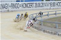 Chrt_dostihy_Greyhound_Racing_Park_Praha_CGDF_summer_prix_hawaii_2016_430.jpg