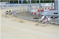 Chrt_dostihy_Greyhound_Racing_Park_Praha_CGDF_summer_prix_hawaii_2016_436.jpg