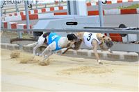 Chrt_dostihy_Greyhound_Racing_Park_Praha_CGDF_summer_prix_hawaii_2016_445.jpg