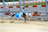 Chrt_dostihy_Greyhound_Racing_Park_Praha_CGDF_summer_prix_hawaii_2016_446.jpg