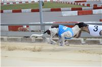 Chrt_dostihy_Greyhound_Racing_Park_Praha_CGDF_summer_prix_hawaii_2016_447.jpg