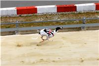 Chrt_dostihy_Greyhound_Racing_Park_Praha_CGDF_summer_prix_hawaii_2016_451.jpg