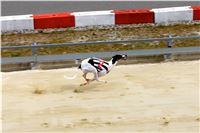 Chrt_dostihy_Greyhound_Racing_Park_Praha_CGDF_summer_prix_hawaii_2016_451.jpg