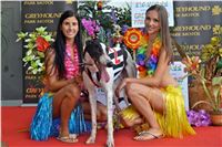 Chrt_dostihy_Greyhound_Racing_Park_Praha_CGDF_summer_prix_hawaii_2016_510.jpg
