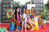 Chrt_dostihy_Greyhound_Racing_Park_Praha_CGDF_summer_prix_hawaii_2016_511.jpg