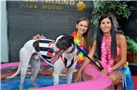 Chrt_dostihy_Greyhound_Racing_Park_Praha_CGDF_summer_prix_hawaii_2016_512.jpg