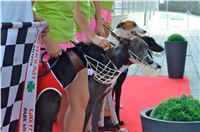Chrt_dostihy_Greyhound_Racing_Park_Praha_CGDF_summer_prix_hawaii_2016_612.jpg