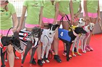 Chrt_dostihy_Greyhound_Racing_Park_Praha_CGDF_summer_prix_hawaii_2016_613.jpg