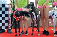 Chrt_dostihy_Greyhound_Racing_Park_Praha_CGDF_summer_prix_hawaii_2016_615.jpg