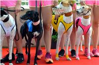 Chrt_dostihy_Greyhound_Racing_Park_Praha_CGDF_summer_prix_hawaii_2016_617.jpg