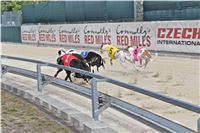 Chrt_dostihy_Greyhound_Racing_Park_Praha_CGDF_summer_prix_hawaii_2016_649.jpg