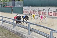 Chrt_dostihy_Greyhound_Racing_Park_Praha_CGDF_summer_prix_hawaii_2016_650.jpg