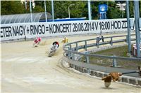 Chrt_dostihy_Greyhound_Racing_Park_Praha_CGDF_summer_prix_hawaii_2016_654.jpg