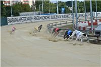 Chrt_dostihy_Greyhound_Racing_Park_Praha_CGDF_summer_prix_hawaii_2016_664.jpg
