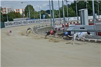 Chrt_dostihy_Greyhound_Racing_Park_Praha_CGDF_summer_prix_hawaii_2016_665.jpg